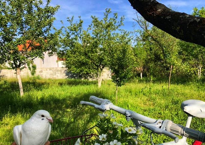 Villa Brvnara Borovik Cetinje Exterior foto